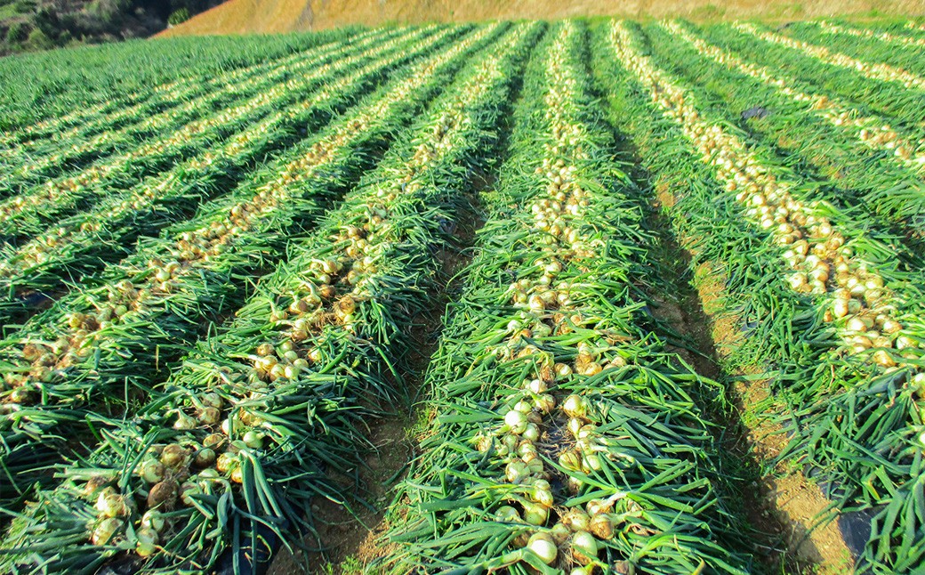 牟田農園の春の新玉ねぎ たっぷり大玉 5kg （2L） 