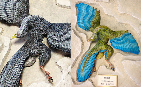 額装 始祖鳥 復元模型　荒木恐竜工房　恐竜　模型 1 翼：ブルー系 ボックス額：茶色