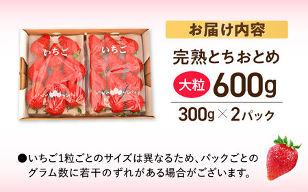 いちご とちおとめ 嘉山農園の完熟いちご 600g以上 2パック（2024年1月以降発送） 横須賀 もぎたて 採れたて 新鮮 数量限定 産地直送 高級 フルーツ  果物  苺 ギフト 贈答用