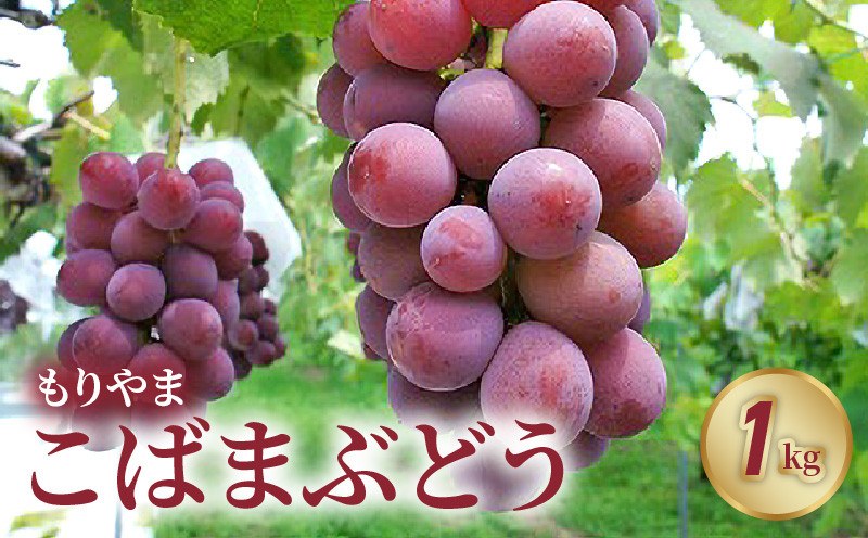 
            もりやまこばまぶどう1kg（２房） 採れたて 人気 品種 厳選 果物 フルーツ ブドウ 大きい粒 特産品 お取り寄せ ぶどう ブドウ もりやま 守山市 滋賀県 
          