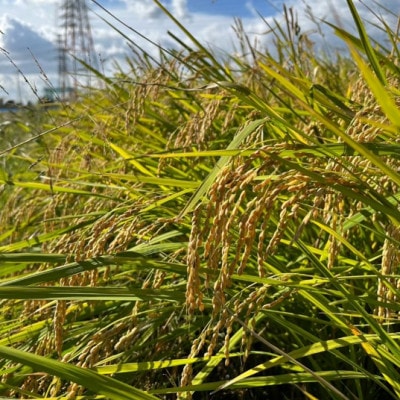 令和7年産 岐阜県羽島市産ハツシモ 玄米30kg(30kg×1袋)