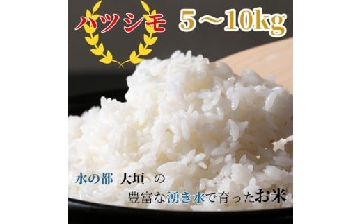 
            新米≪令和7年度産≫ お米 ハツシモ 5kg / 10kg / 定期便 3回 選べるサイズ 〜水の都大垣の豊富な湧き水で育ったお米 〜 新米 ごはん 白米 精米 人気 美味しい 美濃地方 コシヒカリの先輩 DIB 岐阜県 大垣市
          