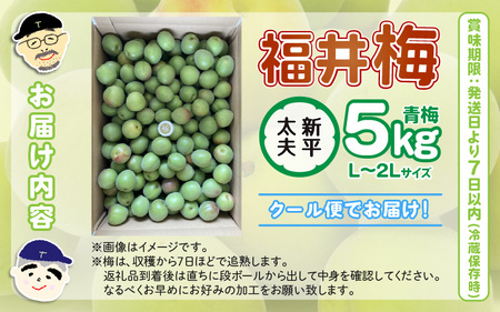 【先行予約】【福井特産】 福井梅（新平太夫）青梅 5kg（L～2L サイズ）【2025年6月以降順次発送】 梅 福井梅 生梅 青梅 完熟梅 梅干し 梅酒 梅干 梅シロップ 梅ジャム 梅ジュース 果物 