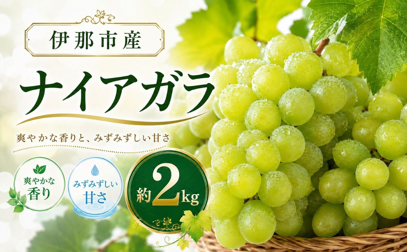 
            伊那市産 ぶどう (ナイヤガラ) 約2㎏| ナイヤガラ フルーツ 伊那市産 種有 南アルプス 信州 甘い ぶどう 葡萄 甘い 長野県 伊那市 ふるさと納税【011-97】
          