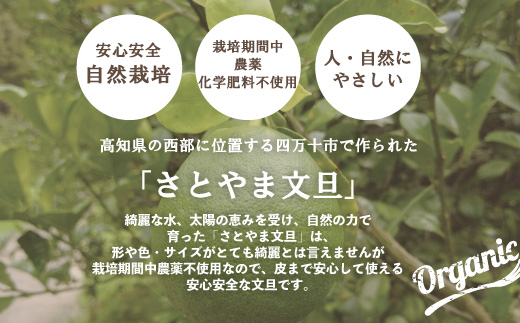 早期受付 期間限定 数量限定 しまんと流域　栽培期間中農薬・化学肥料不使用！さとやま文旦5kg（無選別） フルーツ 果物 文旦 柑橘 高知 四万十 しまんと 限定 予約 先行 【2026年2月下旬～3月下旬配送】