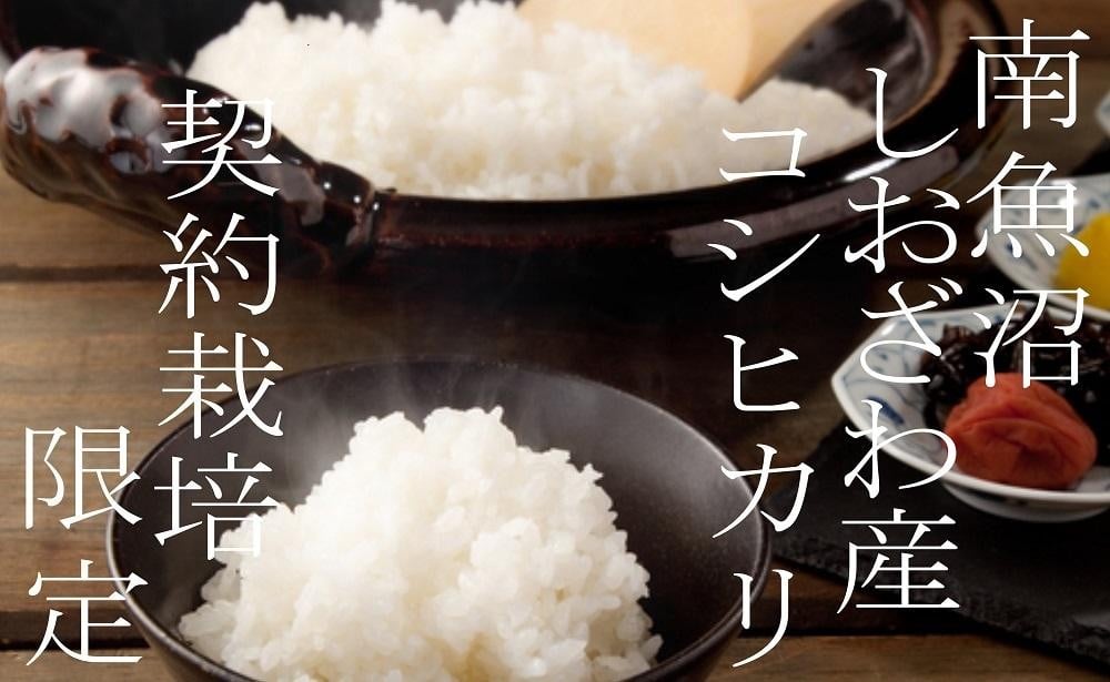 
            【令和7年産】【定期便】契約栽培限定 南魚沼しおざわ産コシヒカリ5Kg×3ヶ月【2025年10月上旬より順次発送予定】
          