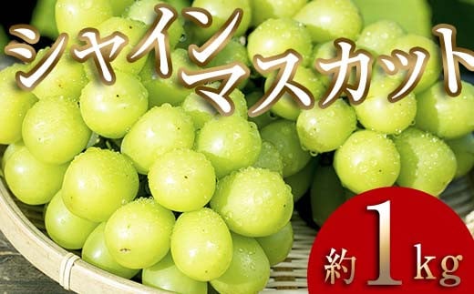 ＜2025年秋発送分先行予約＞大人気！復活！伊達市産 シャインマスカット 約1kg（2～3房）フルーツ 果物 ぶどう マスカット デザート 福島県 伊達市  ブドウ 葡萄 フルーツ くだもの 果実 食品 F20C-655
