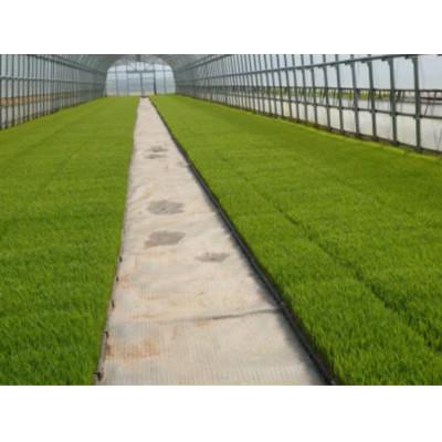 ふるさと納税 南砺市 【2ヵ月毎定期便】富山県産こしひかり　育(はぐくみ) 白米5kg×4袋《南砺の逸品》全6回 |  | 01