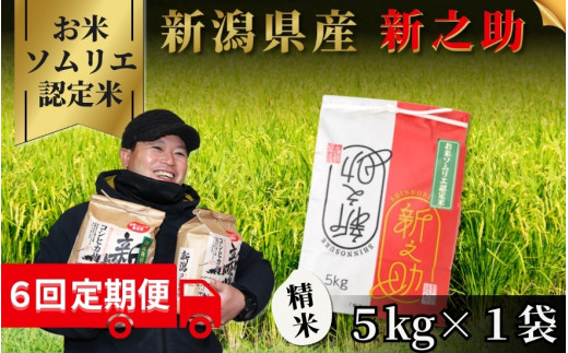 
                  【先行予約】【令和8年産】〈6回定期便〉【お米ソムリエのお米】 新之助 精米 5kg（5kg×1袋） 新潟県 五泉市 エバーグリーン農場
                