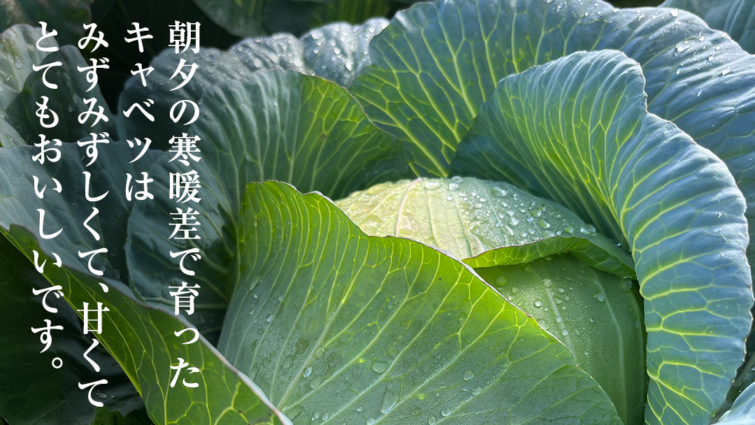 【7月中旬発送開始】 嬬恋キャベツ  嬬恋産 高原キャベツ4玉1ケース 旬の野菜 きゃべつ 産地直送 群馬 お取り寄せ 野菜 セット Lサイズ ZIP! 先行予約 2026年発送 [AS002tu]