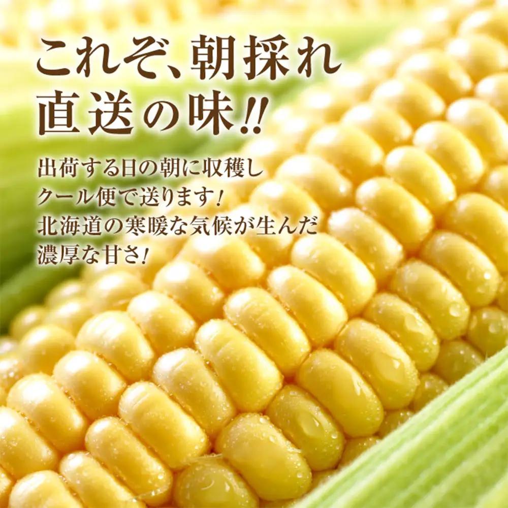 【北海道恵庭市産】朝どりスイートコーン×10本【310024】