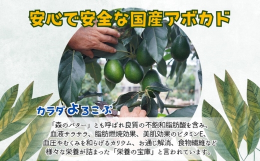完熟国産アボカド「御厨(みくりや)アボカド」2玉～3玉( アボカド 国産 御厨アボカド 果物 )【149-0002】