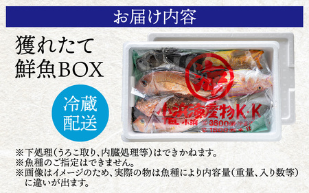 御食の国 若狭小浜より！獲れたて鮮魚BOX｜4～5kg 4～7種