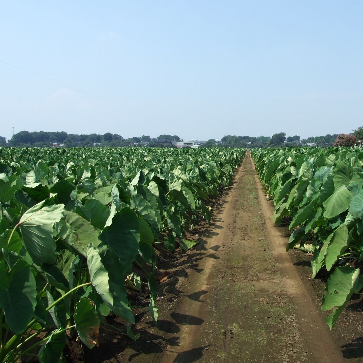所沢産さといもの親芋を使用した 所沢さといも焼酎「恋も咲くところ」 所沢里芋本舗