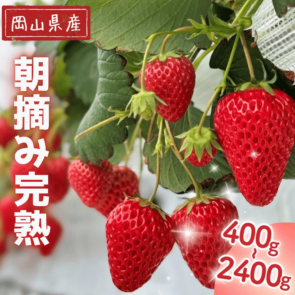 【ふるさと納税】完熟いちご 先行予約 年内配送 年始発送 紅ほっぺ ほしうらら よつぼし かおり野 スターナイト 基準糖度12度以上 苺 贈答用 家庭用 定期便 1月 2月 3月 産地直送 岡山県西粟倉村 M-FI-J15A