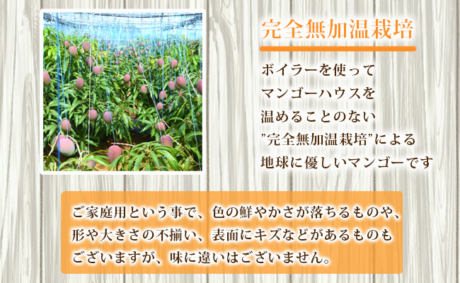 【2024年発送】徳之島 天城町産 完全無加温 完熟 マンゴー 家庭用 2kg