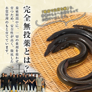 うなぎ 無投薬 鹿児島県産 (1尾あたり136g～155g×4尾) うなぎ 【西日本養鰻】A584