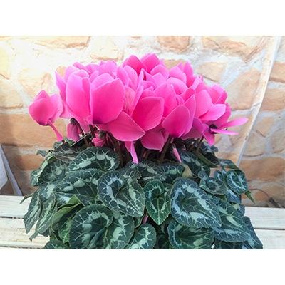 ふるさと納税 藤枝市 高級シクラメン鉢植え　ピンク5号 |  | 01