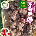 【ふるさと納税】 有機認証 自然栽培 赤菊芋(生) 約1kg 【むがし農園】 キクイモ オーガニック F21U-376