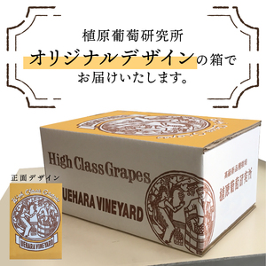 【2025年発送分】植原葡萄研究所の特選シャインマスカット1.2kg