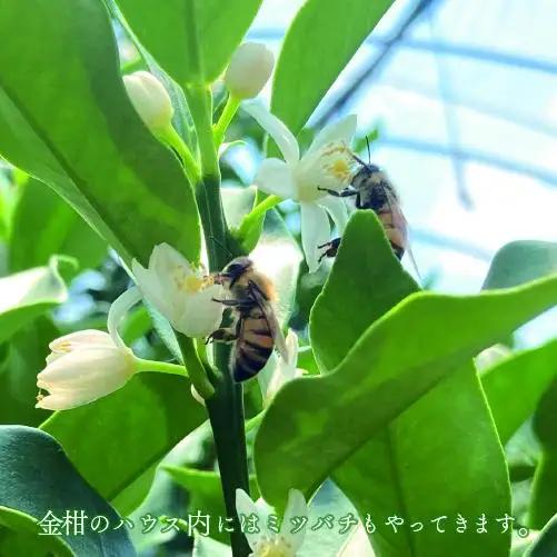 【先行予約】完熟きんかん「たまたま」1kg 果物 フルーツ くだもの 柑橘 金柑 おすすめ ブランド ギフト 贈り物 贈答 プレゼント おすそ分け おやつ スイーツ デザート 大きい 糖度が高い 常温