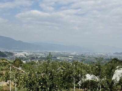 【2026年先行予約】りんご 夏あかり2kg ｜ りんご