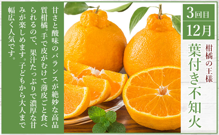 秀品 みかん 3ヶ月定期便 【スペシャル：計25kg】 日本フルーツ株式会社《2025年10月上旬-12月末頃出荷》熊本県 長洲町 早生みかん 温州みかん 不知火 果物 フルーツ スイーツ デザート 