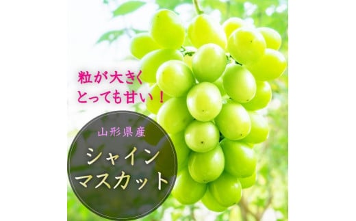 【令和6年産先行受付】山形県中山町産大房大粒シャインマスカット秀品約700g～800g