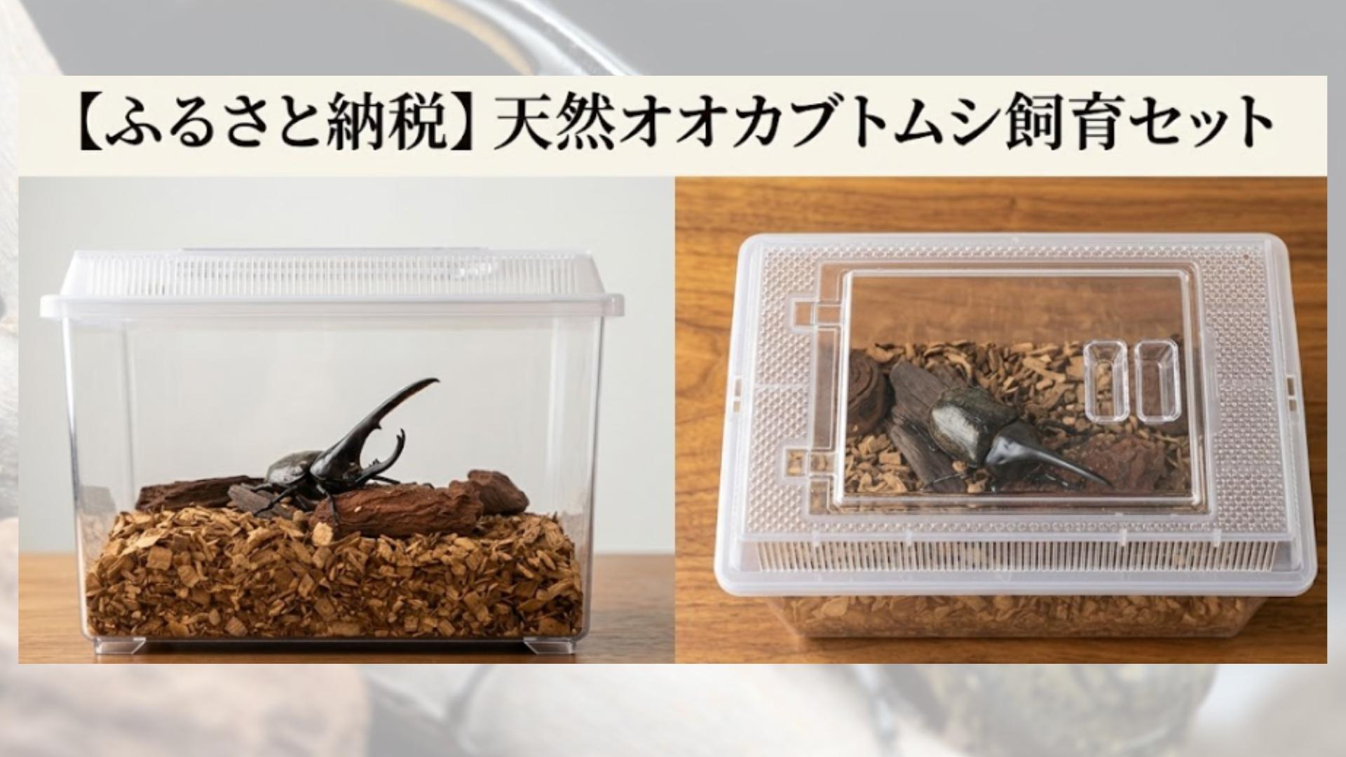 飼育セットのケースとなります（写真は飼育イメージです）