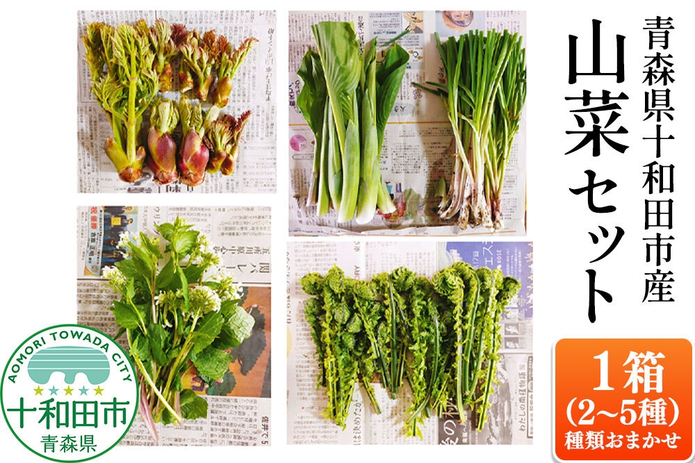 
                  【先行受付】青森県十和田市産 山菜セット（2～5種類 種類おまかせ）1箱 [今が旬 詰め合わせ タラの芽 うど わらび ふき クレソン こごみ]
                
