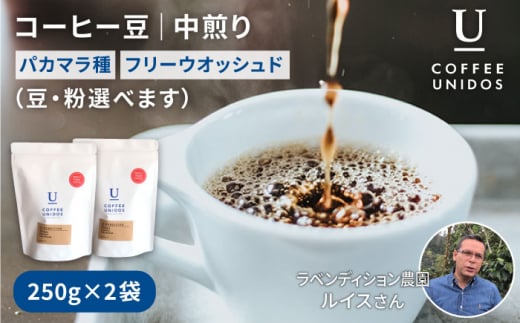 【細挽き】煎り コーヒー 豆 250g × 2袋 （ 豆 ・ 粉 選べます ） ニカラグア産 ラベンディション農園 パカマラ種 フリーウォッシュド 《糸島》 【COFFEE UNIDOS】 [AQF0