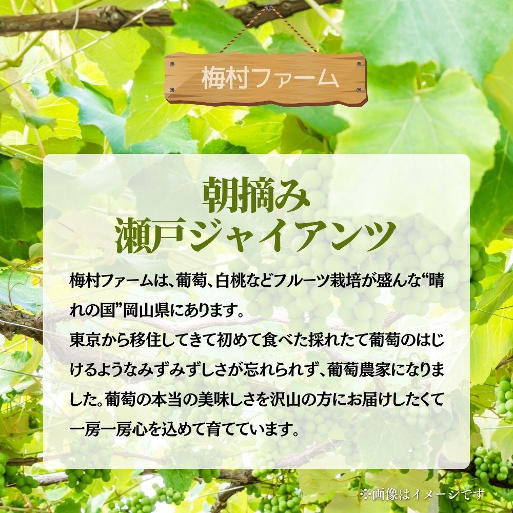 【2026年発送分 先行予約】【梅村ファーム】朝摘み直送 瀬戸ジャイアンツ（2房入り 1.1kg以上）【030-a018】