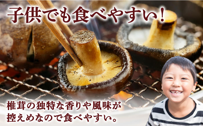 しいたけ【一度食べたら忘れられない】九州で唯一！ 希少な生椎茸 【優品】15枚セット / しいたけ 椎茸 生しいたけ しいたけ シイタケ 生シイタケ きのこ キノコ 茸  shiitake / 南島原