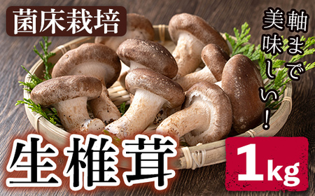 n327 菌床栽培！生椎茸(1kg) 国産 種子島 シイタケ しいたけ 生椎茸 生シイタケ 生しいたけ 菌床栽培 【えいぜっと】