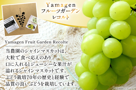 【期間限定発送】 シャインマスカット 訳あり 3房 1.8kg [Yamagenフルーツガーデンレコルト 山形県 高畠町 tk06ayt380004] ご家庭用 ぶどう ブドウ 葡萄 フルーツ 果物 