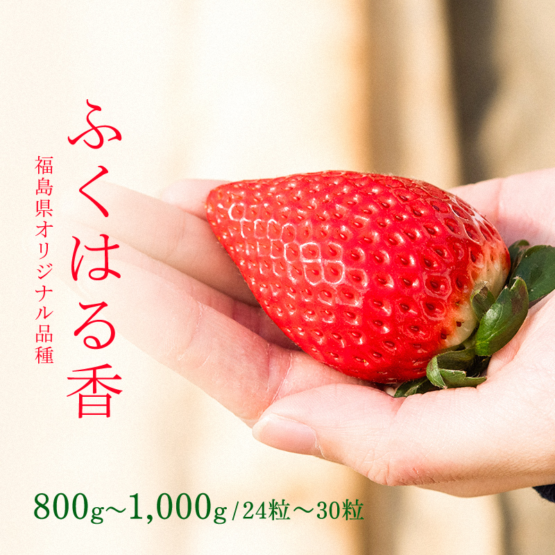 【先行予約】香りが強い！福島県オリジナル品種「ふくはる香」 約800g～1000g（24粒～30粒） いちご イチゴ 苺 福島県 鏡石町 鏡石農遊園 F6Q-075