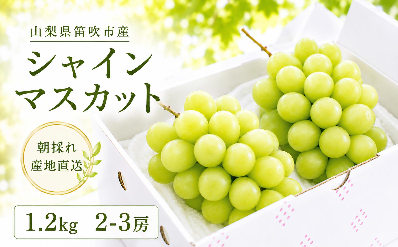 
                  【2026年発送★先行予約】さわやかに滴るシャインマスカット 約1.2kg以上 065-023-26y | シャインマスカット 発送 アミナチュール 笛吹市 山梨県 フルーツ 果物 ぶどう 葡萄 おすすめ 贈答 山梨 山梨県笛吹市 産地 期間限定 1.2kg 笛吹 国産 人気 新鮮 種なし 高級 くだもの 完熟 ブドウ
                