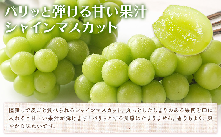 【2026年先行予約】岡山白桃 と シャインマスカット 詰合せ 5玉 約1.5kg 2房 計約1.3kg 環山堂株式会社《2026年7月中旬-8月上旬頃出荷》岡山県 浅口市 桃 マスカット ぶどう 詰