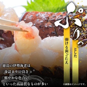 伊勢海老 200g 1尾 伊勢海老