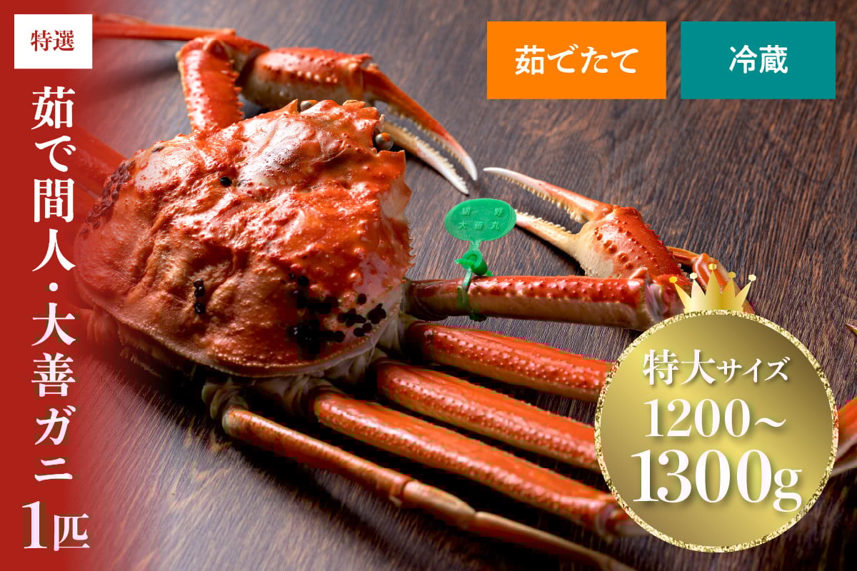 
                  【蟹の匠 魚政】京丹後市産 未冷凍 茹で間人ガニ大善ガニ 特撰 特大サイズ（1200～1300g） 1匹　UO01396
                