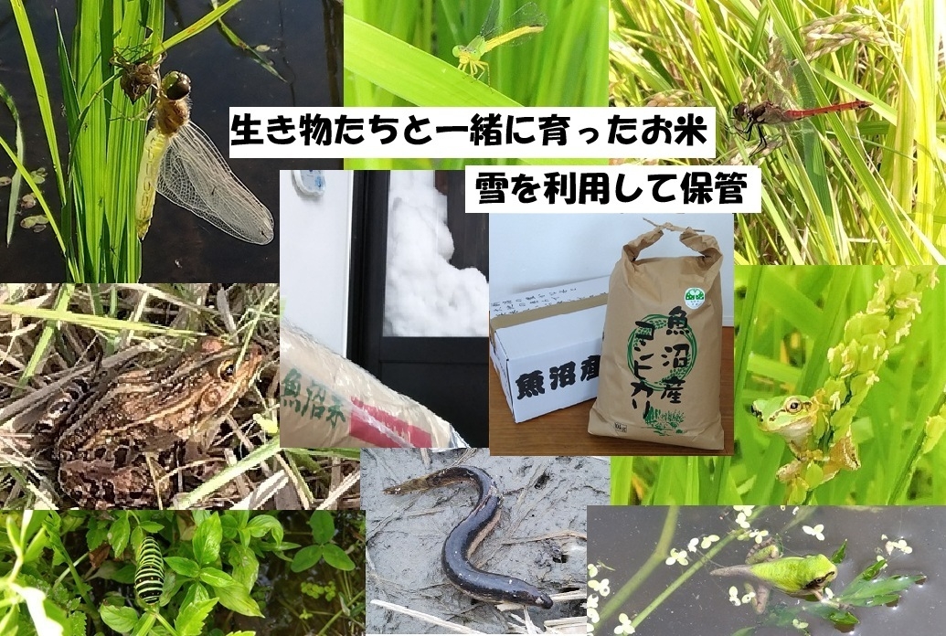 
            [№5762-1304]【魚沼ブランド】精米10kg 6ヶ月連続お届け【農薬化学肥料栽培期間中不使用・生態系保全・再生可能エネルギー・エコファーマー・生産工程管理】魚沼産コシヒカリ
          