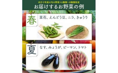 【少量多品種】 四万十育ちの地採れ 野菜セット （6〜8種類）野菜 ／Qjs-A21