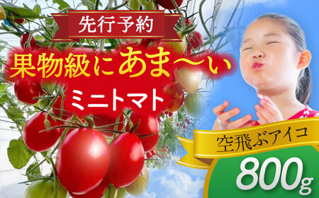 【先行予約】【1月より順次発送】 ミニトマト (空飛ぶアイコ)800g 野菜 トマト[AEBG006]