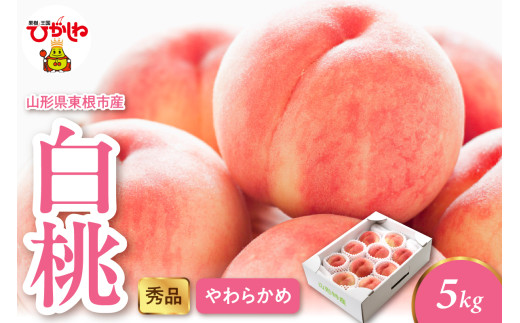 2026年産 白桃（柔らかめ） 5kg 秀品 山形県 東根市 hi082-050