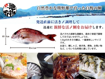 （冷蔵） 真鯛 捌いてお届け （ 三枚おろし 皮付 ）／ マルカ水産 活〆 真空パック アラ お刺身 しゃぶしゃぶ お造り 煮物 お吸い物 縁起物 三重県 南伊勢町