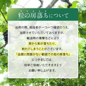 【2026年先行予約】シャインマスカット・ナガノパープル 約1kg (2房)【9月下旬～10月下旬にかけて順次発送予定】