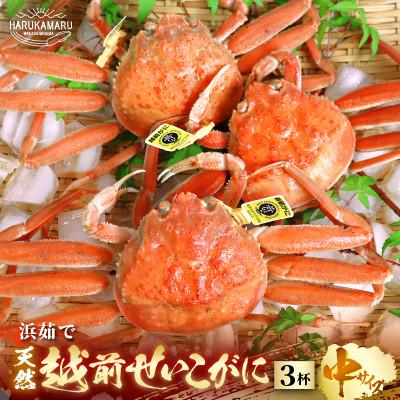 ふるさと納税 美浜町 当日茹でたて発送!はるか丸が厳選!越前【せいこがに　中3杯】カニスプーン付き!