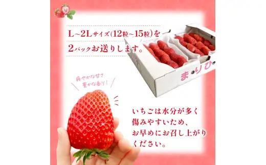 まりひめ イチゴ L～２L 12粒～15粒×2パック / 果物 甘い いちご 和歌山 ※2027年1月中旬～3月下旬頃配送予定【先行販売】※離島への配送不可【kgr500-250-2A】