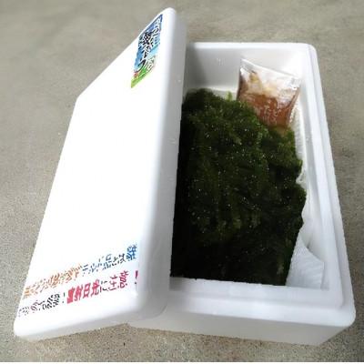 ふるさと納税 伊是名村 伊是名島育ちの海のグリーンキャビア 海ぶどう 1kg |  | 03