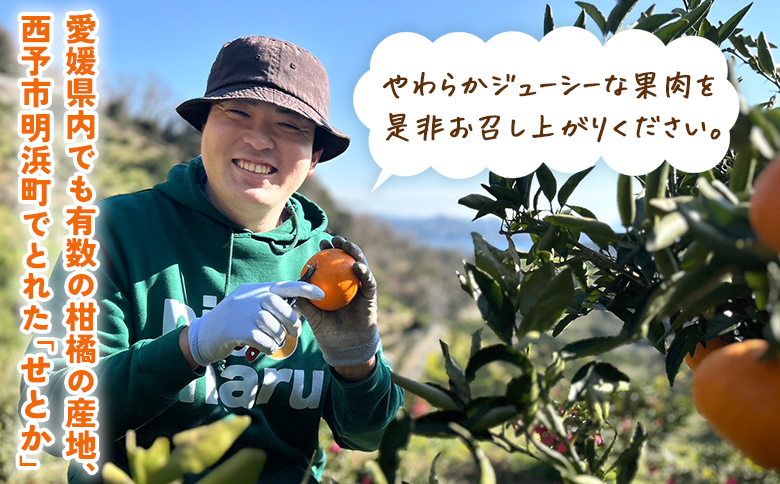 ＜せとか（家庭用）約1.5㎏＞ ※2027年3月上旬～4月上旬頃に順次出荷予定 自宅用 訳あり ワケアリ 果物 くだもの フルーツ ミカン みかん セトカ 蜜柑 高級柑橘 柑橘の大トロ 柑橘 特産品 